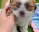 Havashu Puppies For Sale Puppy Love PR